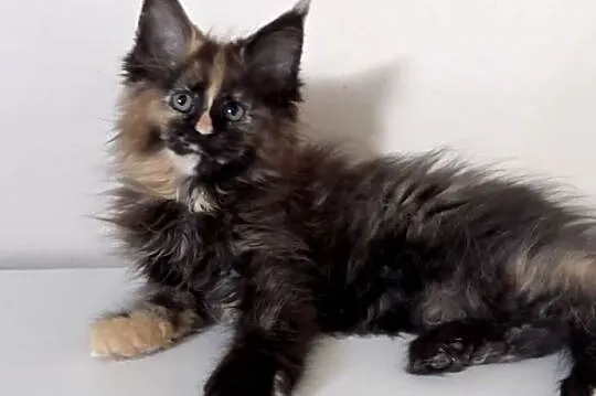 Maine Coon - Szylkretka Zorza !, Dolnośląskie, Wińsko