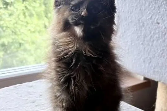 Maine Coon - Szylkretka Zorza !, Dolnośląskie, Wińsko