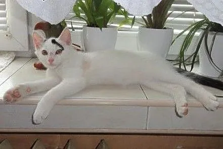 Biały Arlekinek do adopcji!!!,  łódzkie Łódź
