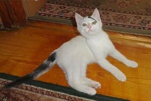 Biały Arlekinek do adopcji!!!,  łódzkie Łódź