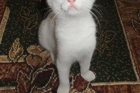 Biały Arlekinek do adopcji!!!,  łódzkie Łódź