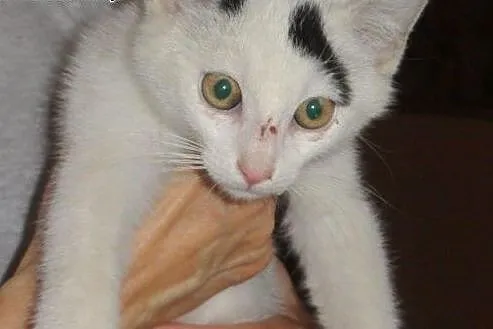 Biały Arlekinek do adopcji!!!,  łódzkie Łódź