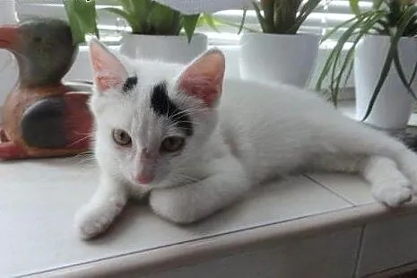 Biały Arlekinek do adopcji!!!,  łódzkie Łódź