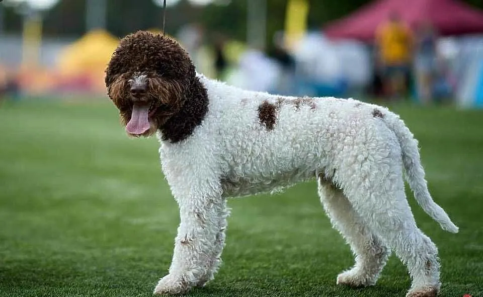 Lagotto Romagnolo Zakątek Bystrego FCI, Podlaskie, Augustów