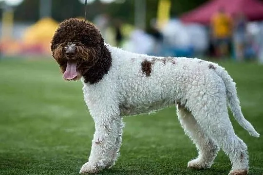 Lagotto Romagnolo Zakątek Bystrego FCI, Podlaskie, Augustów