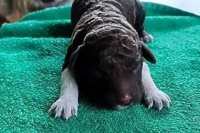 Lagotto Romagnolo Zakątek Bystrego FCI, Podlaskie, Augustów