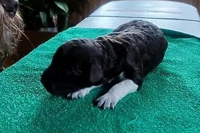 Lagotto Romagnolo Zakątek Bystrego FCI, Podlaskie, Augustów