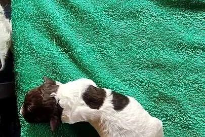 Lagotto Romagnolo Zakątek Bystrego FCI, Podlaskie, Augustów