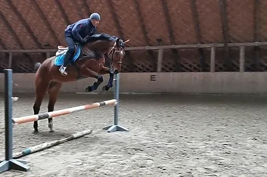 Wydzierżawię konia/udostępnię do treningów, , 