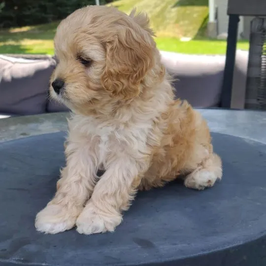 Szczenięta rasy Cavapoo czekają na nowy dom. Osoby zainteresowane prosimy o kontakt.