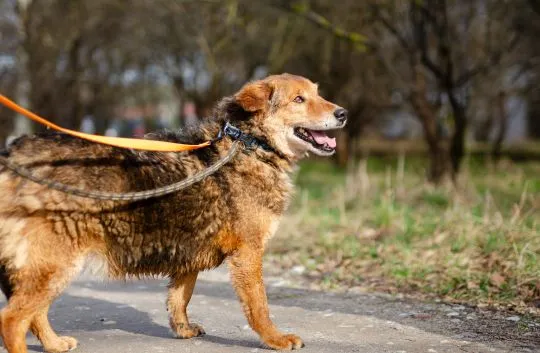 Kapral - przyjazny, wesoły psiak szuka domu!  Kapral sam przybłąkał sie pod bramę schroniska, zupełn, , Warszawa