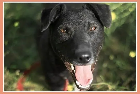 14 m-cy,14 kg ,psiak JAGI,sympatyczny,uroczy,łagodny_Adopcja_