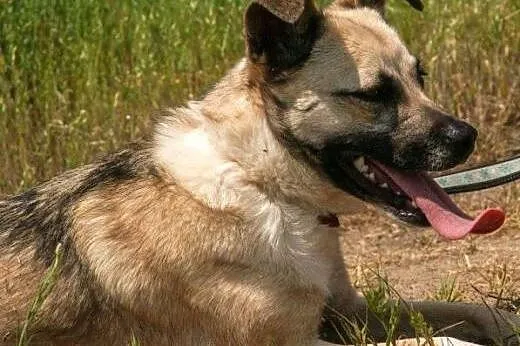 LUNKA – nieduża towarzyska suczka zamien