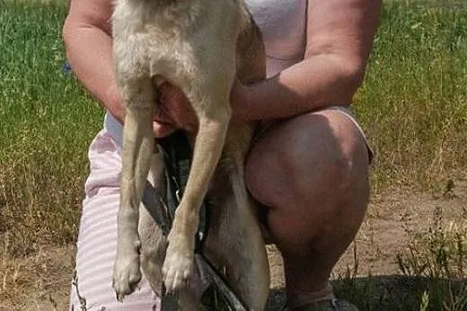 LUNKA – nieduża towarzyska suczka zamien
