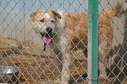 Ziomek-cudny jak baranek-młody przytulas do adopcj