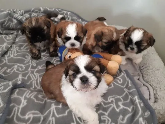 Szczenięta shih tzu do adopcji E-mail: {{biancalaura905@gmail.com}}