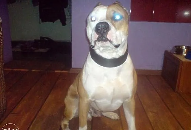 Oddam pieska rasy Amstaff w dobre ręce!