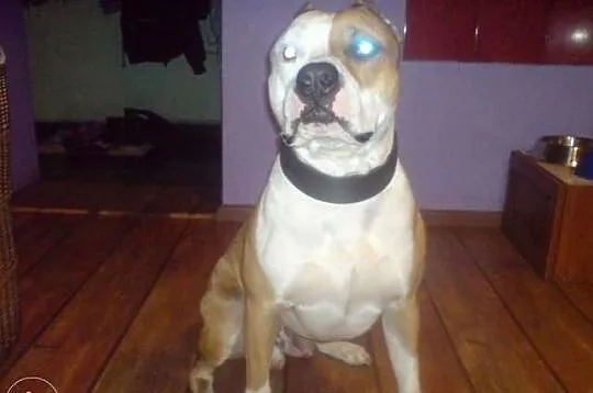 Oddam pieska rasy Amstaff w dobre ręce!