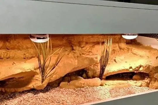 Terrarium pustynne dla gekona lamparciego agamy brodatej
