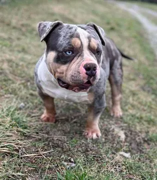American Bully Pocket – samiec i samica na sprzedaż, Mazowieckie, Warszawa