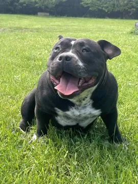 American Bully Pocket – samiec i samica na sprzedaż, Mazowieckie, Warszawa