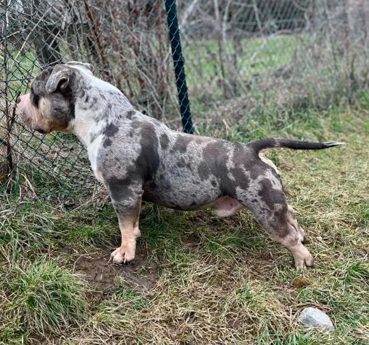 American Bully Pocket – samiec i samica na sprzedaż