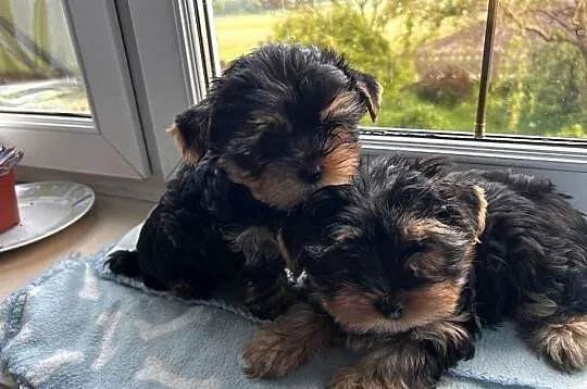 Yorkshire Terrier