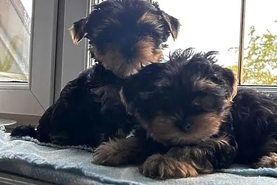Yorkshire Terrier, Śląskie, Dąbrowa Górnicza