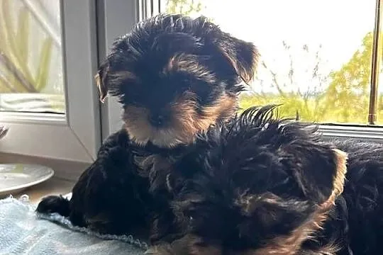 Yorkshire Terrier, Śląskie, Dąbrowa Górnicza