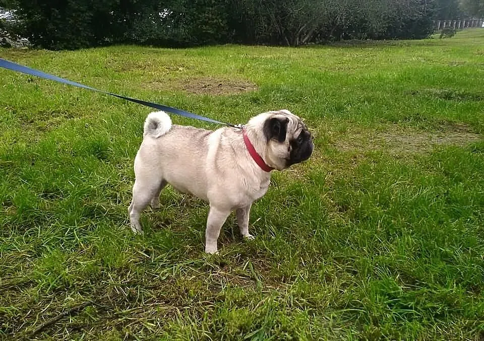 Mops reproduktor FCI Champion Polski. Oferta kryci