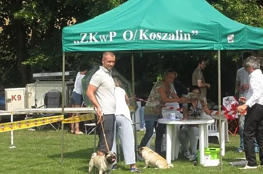 Mops reproduktor FCI Champion Polski. Oferta kryci