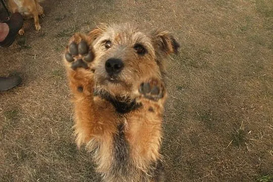 Luna pilnie szuka domu