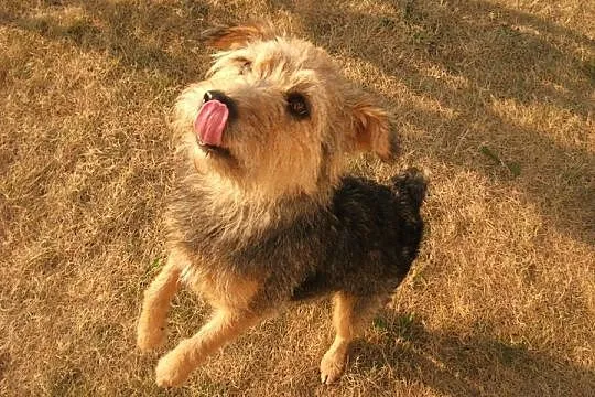 Luna pilnie szuka domu