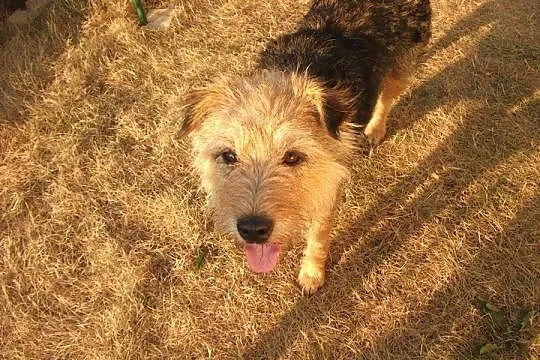 Luna pilnie szuka domu