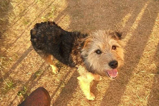 Luna pilnie szuka domu