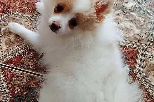 Szpic Miniaturowy Pomeranian - Unikatowe!