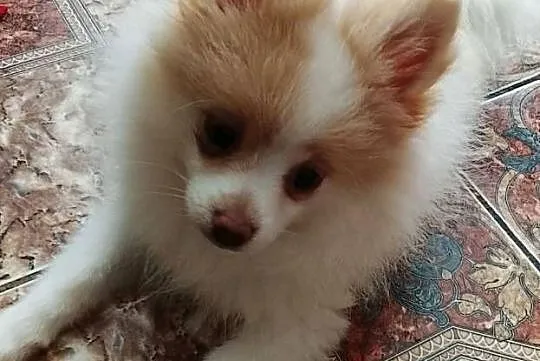 Szpic Miniaturowy Pomeranian - Unikatowe!, Łódzkie, Zgierz