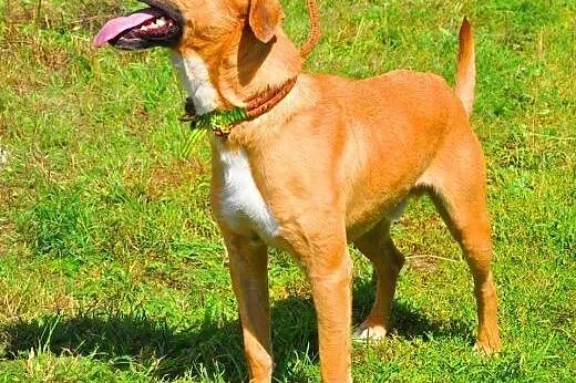 LUZAK - piękny, młody wesoły psiak do adopcji,  ma