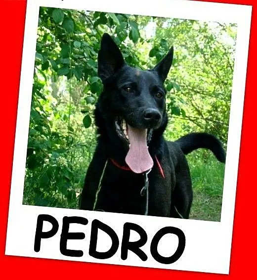 Młody PEDRO,owczarek belgijski mix, energiczny, ko
