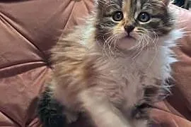Maine Coon MCO