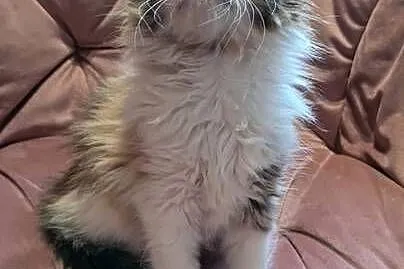 Maine Coon MCO, Świętokrzyskie, Polesie Mikułowskie
