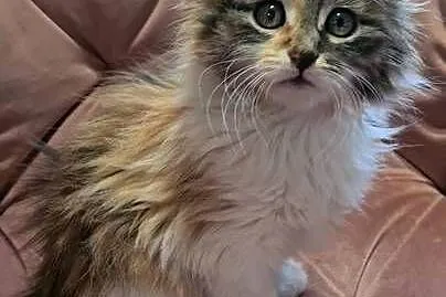 Maine Coon MCO, Świętokrzyskie, Polesie Mikułowskie