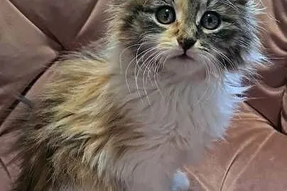 Maine Coon MCO, Świętokrzyskie, Polesie Mikułowskie