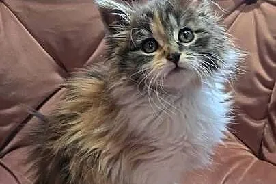 Maine Coon MCO, Świętokrzyskie, Polesie Mikułowskie