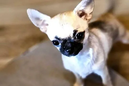 Chihuahua maleńka XXXXS Dziewczynka Idealnej budowy Rodowód FCI ! ! !