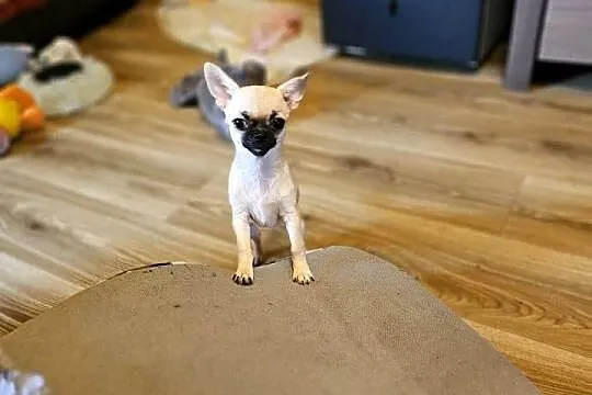Chihuahua maleńka XXXXS Dziewczynka Idealnej budowy Rodowód FCI ! ! !, Zachodniopomorskie, Kołobrzeg