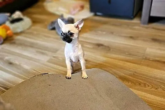 Chihuahua maleńka XXXXS Dziewczynka Idealnej budowy Rodowód FCI ! ! !, Zachodniopomorskie, Kołobrzeg