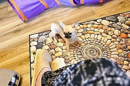 Chihuahua maleńka XXXXS Dziewczynka Idealnej budowy Rodowód FCI ! ! !, Zachodniopomorskie, Kołobrzeg