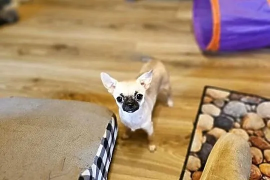 Chihuahua maleńka XXXXS Dziewczynka Idealnej budowy Rodowód FCI ! ! !, Zachodniopomorskie, Kołobrzeg