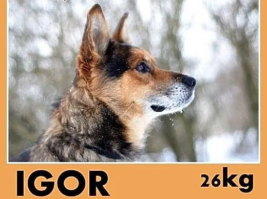 IGOR,mini owczarek,przyjazny,towarzyski,wesoły pie
